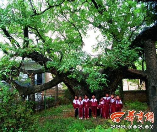 秦岭十大古树,秦岭神树系列