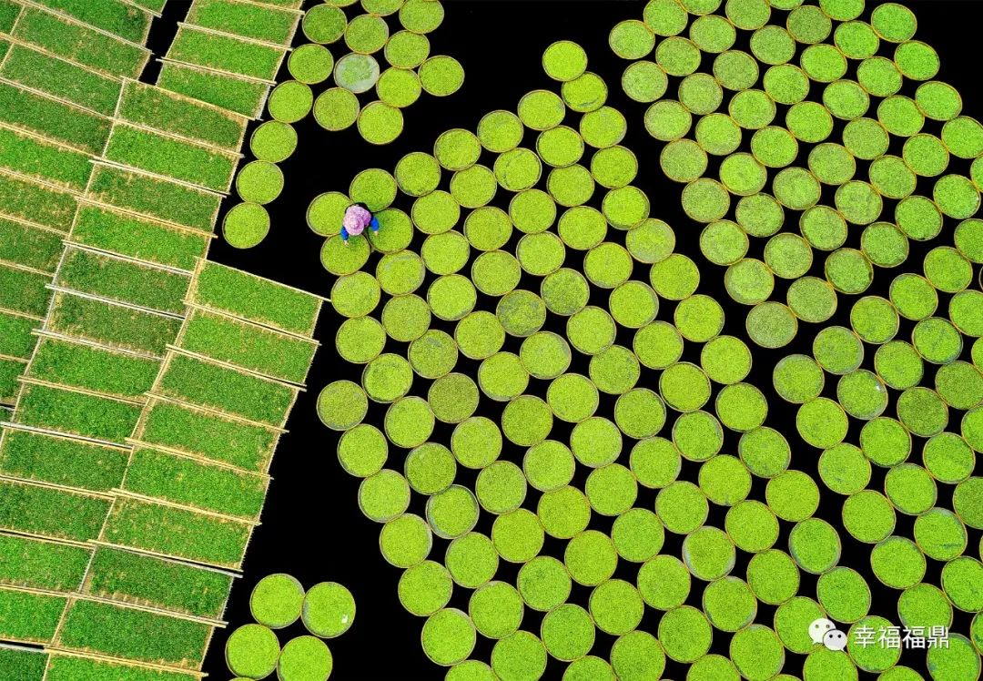 茶林套种黄豆,茶林套种