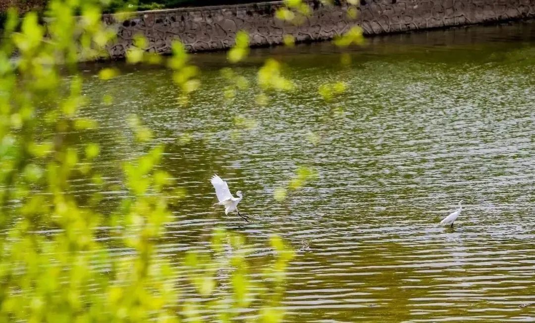 你好这里是成都翻译英文,你知道武汉商学院么