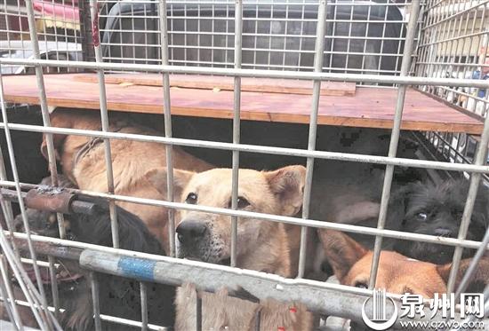 流浪狗问题引发网友激烈讨论,流浪狗问题怎么解