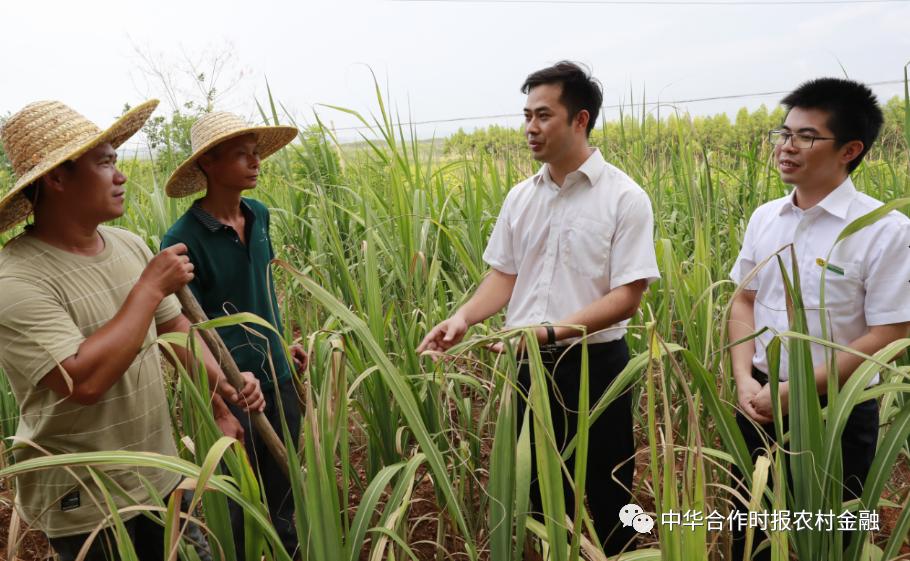 上半年累放*款贷**2136亿元！广西农信社服务实体经济交出“漂亮答卷”