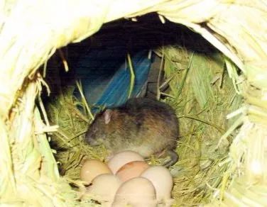 老鼠防治快速灭鼠,老鼠的习性与灭鼠方法