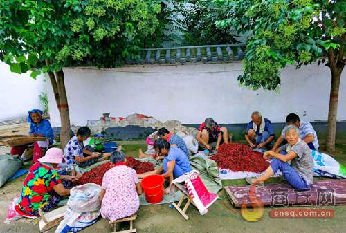 张桥肉鸽养殖基地,张桥村养鸡