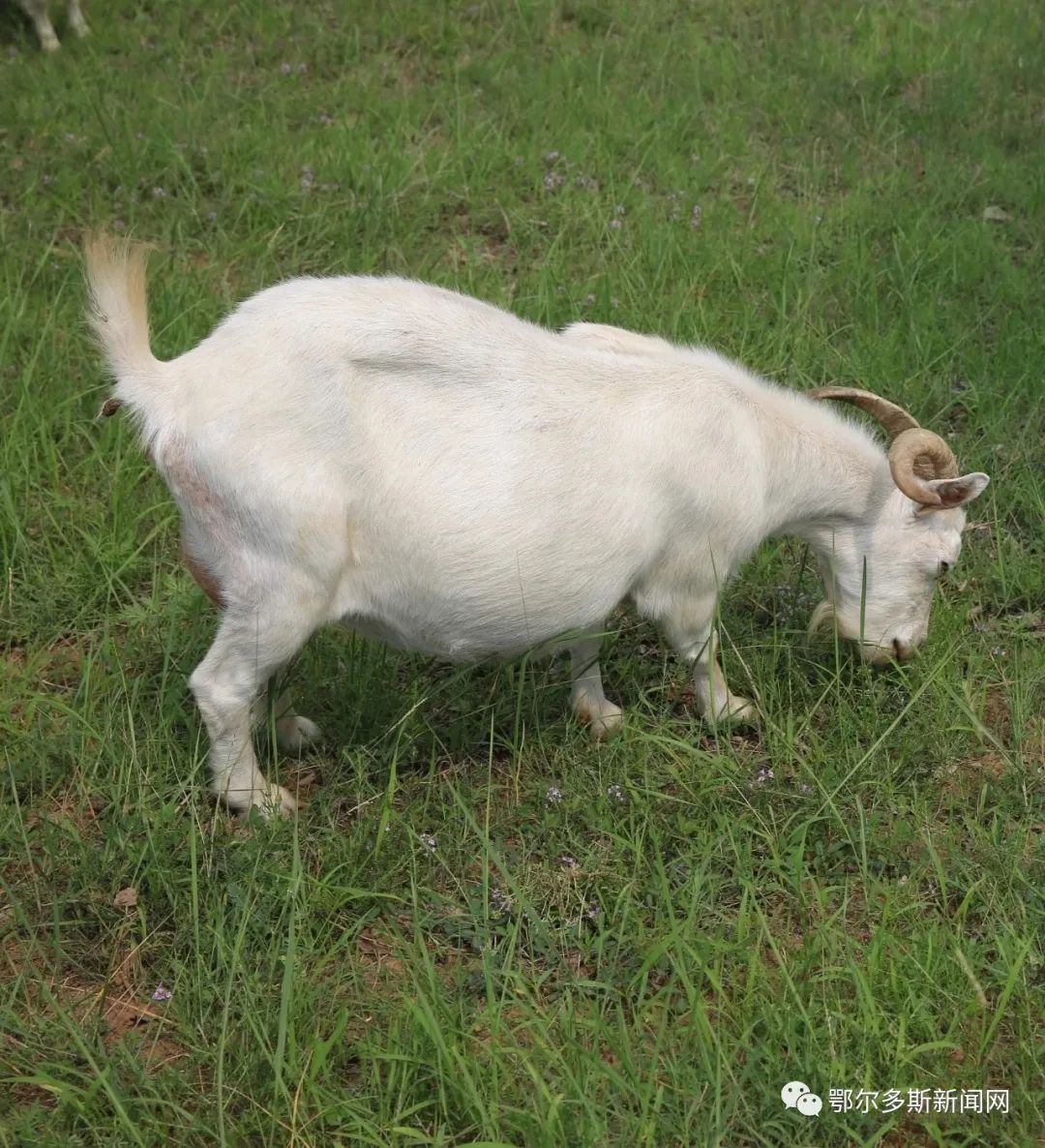 准格尔旗沙圪堵镇羊肉,内蒙古准格尔旗羊肉