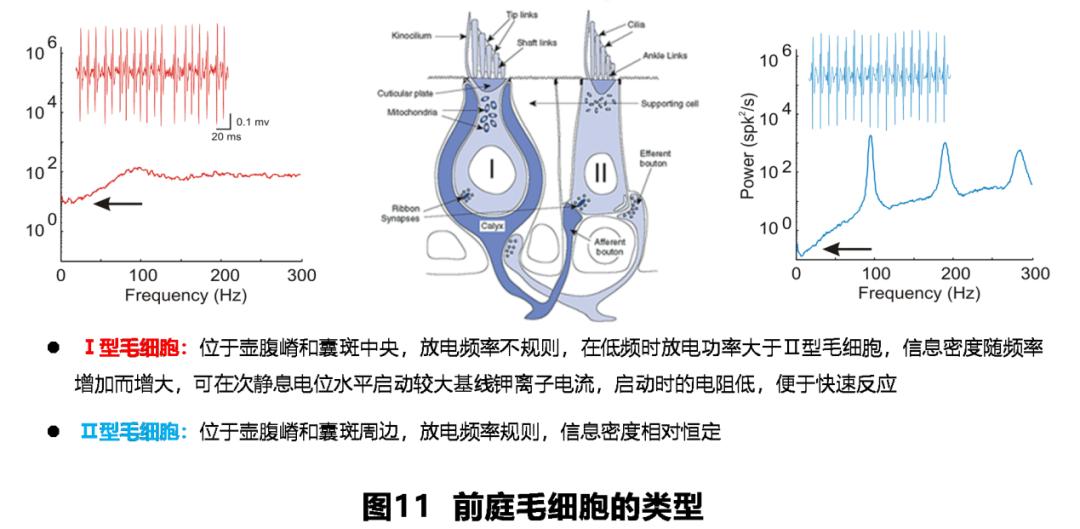 前庭性眩晕百科介绍,周围性眩晕和中枢性眩晕解剖基础