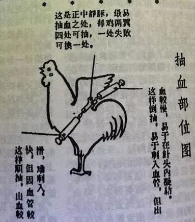 打鸡血原来真有其事，刷新认知