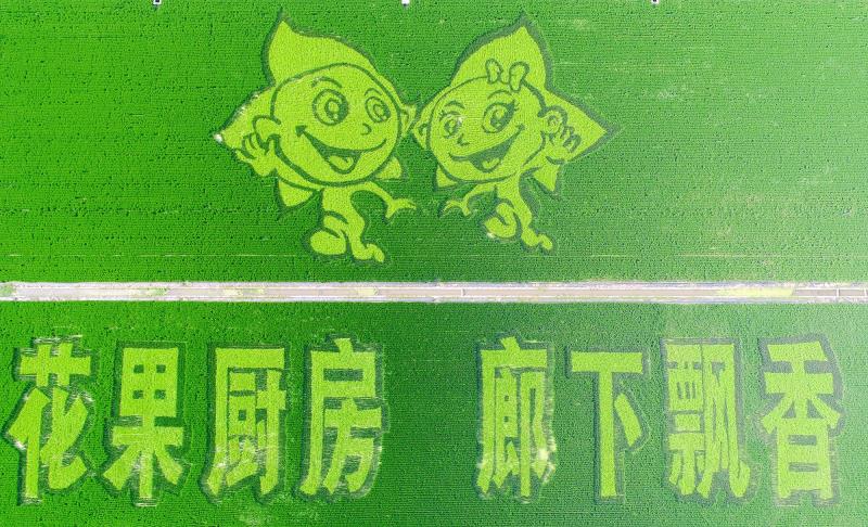 叮咚买菜第一批进军南京,叮咚买菜会成功吗
