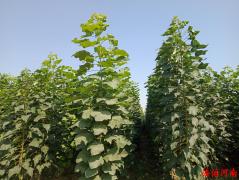 婵槼鏅烘収瀹夐槻,婵槼鏅烘収瀹夐槻绯荤粺