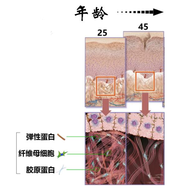 护肤|听说护肤品里TA最冤了