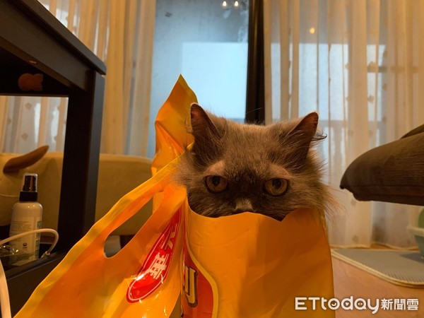 想把毛剪整齐！　天兵爸大动刀害美猫变成灰尘球