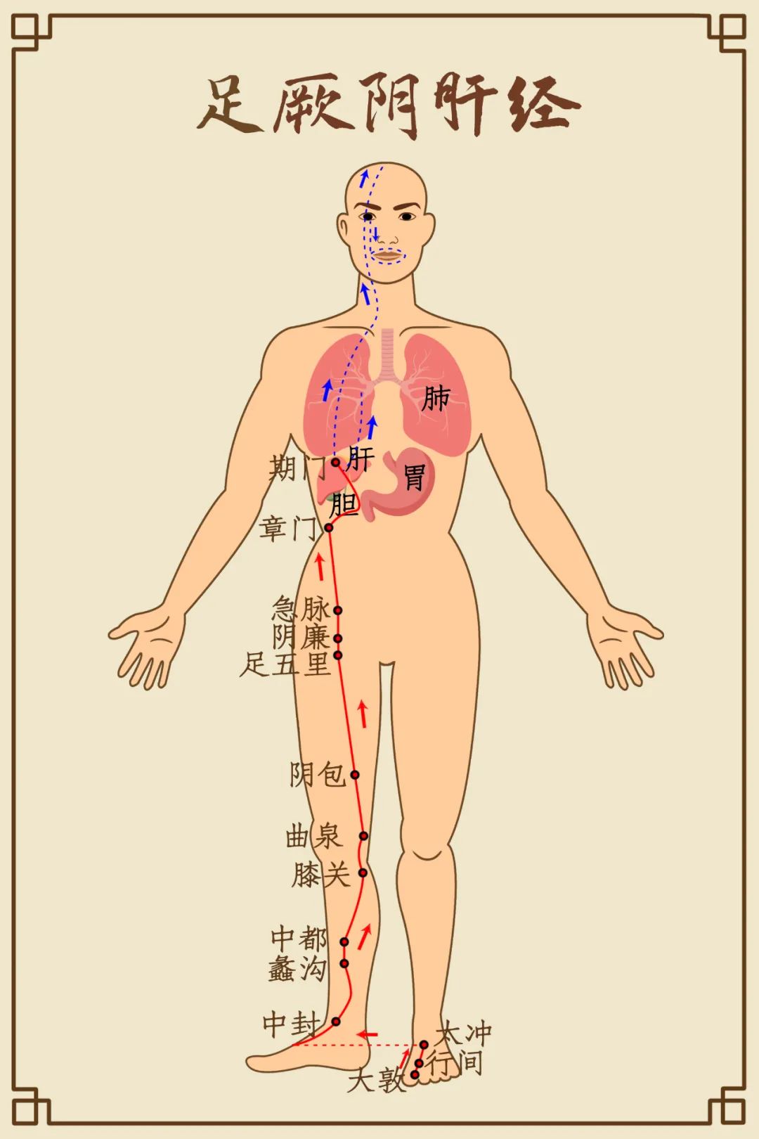 脾气暴躁易怒是五脏哪里出了问题,脾气暴躁易怒属于肝火旺盛吗