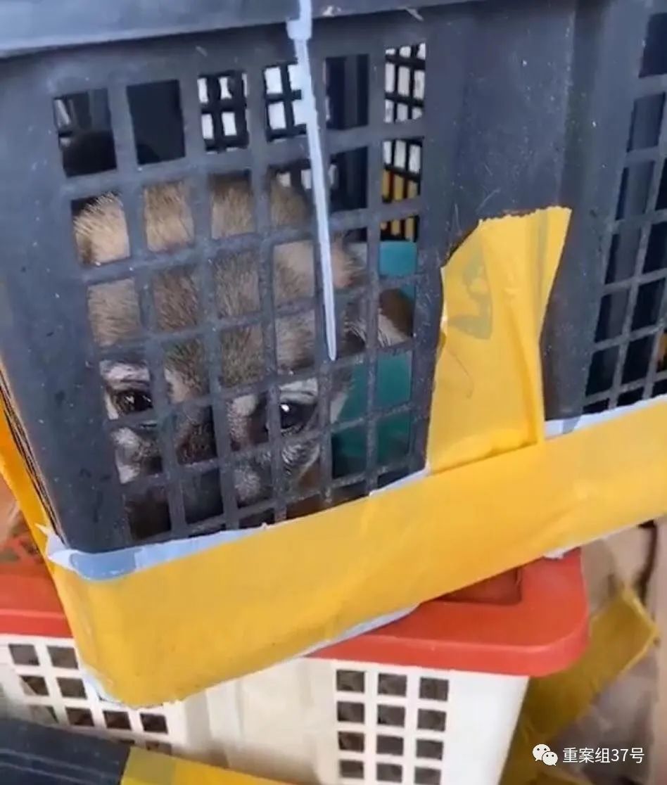 电商平台有商家售卖活体动物，多家快递公司默许邮寄但不保活