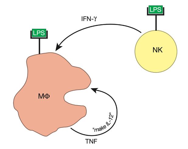 人人学懂免疫学全集,人人学懂免疫学语音版