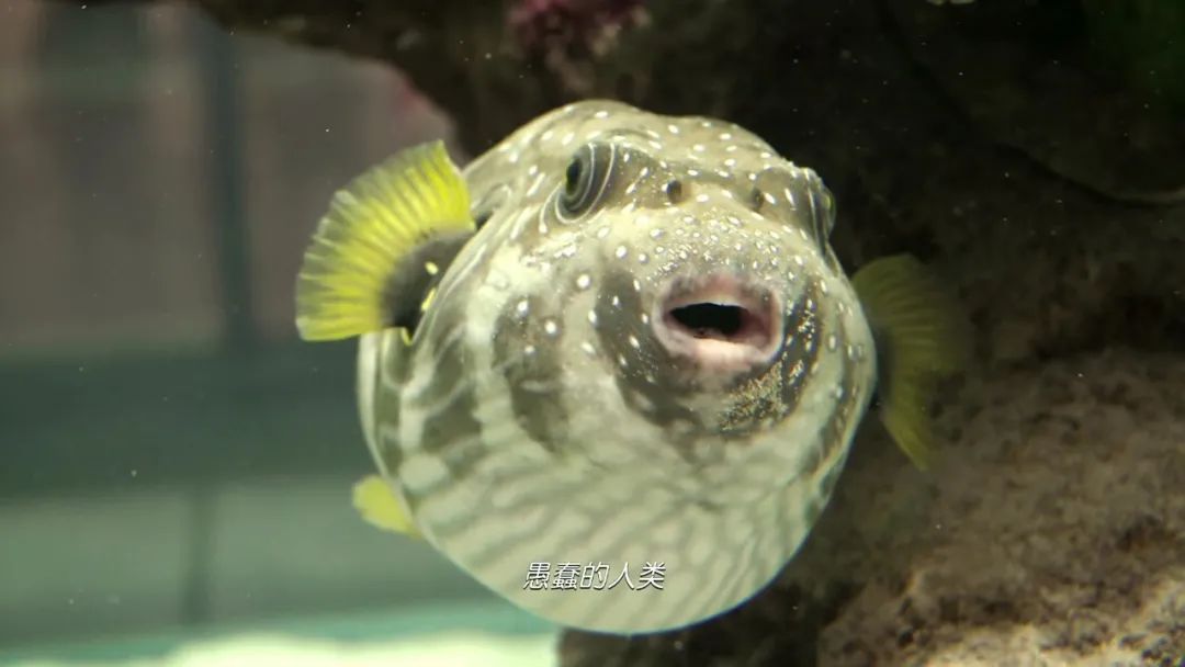 实打实的好看，为它走进影院不后悔