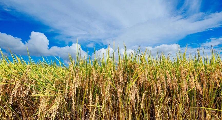 广州稻田网红打卡地,宜良稻田网红打卡点