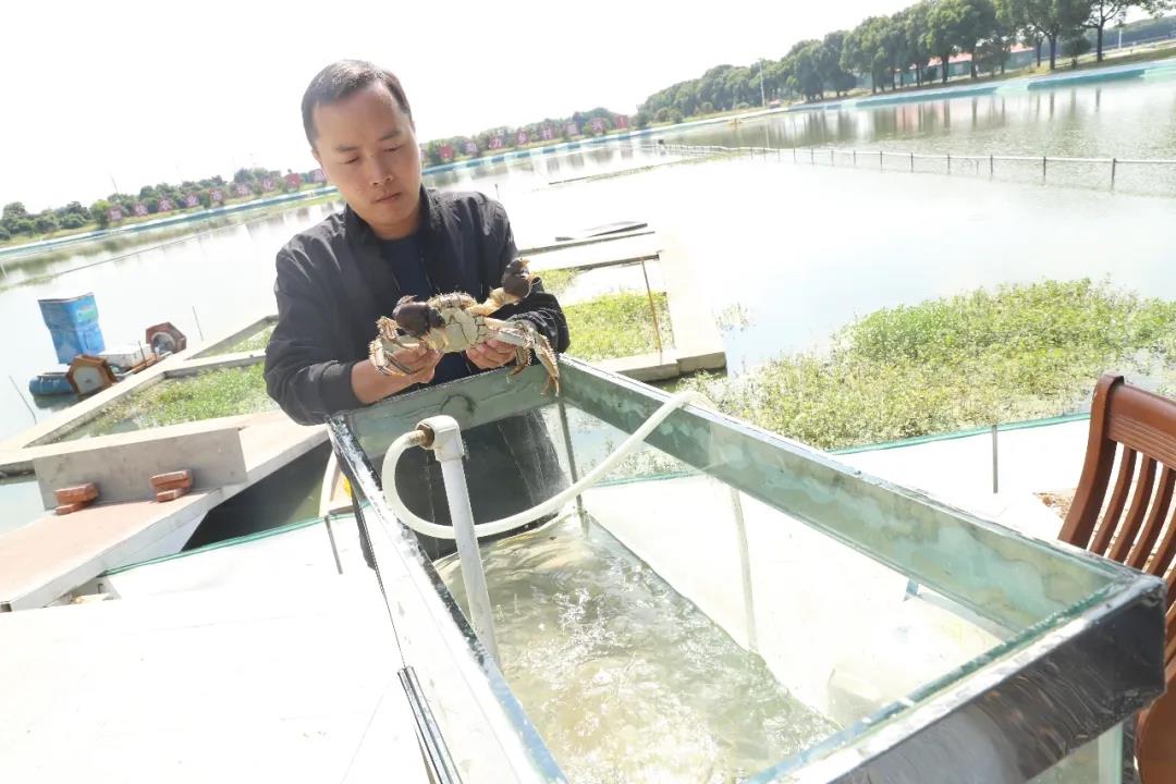 中华好蟹颁奖,中华好螃蟹