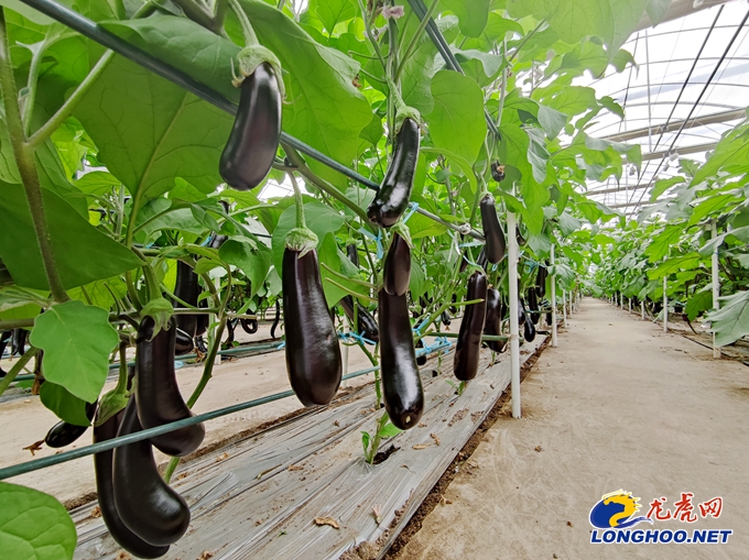 丰收节遇上种博会江宁谷里双品牌联动庆丰收迎小康