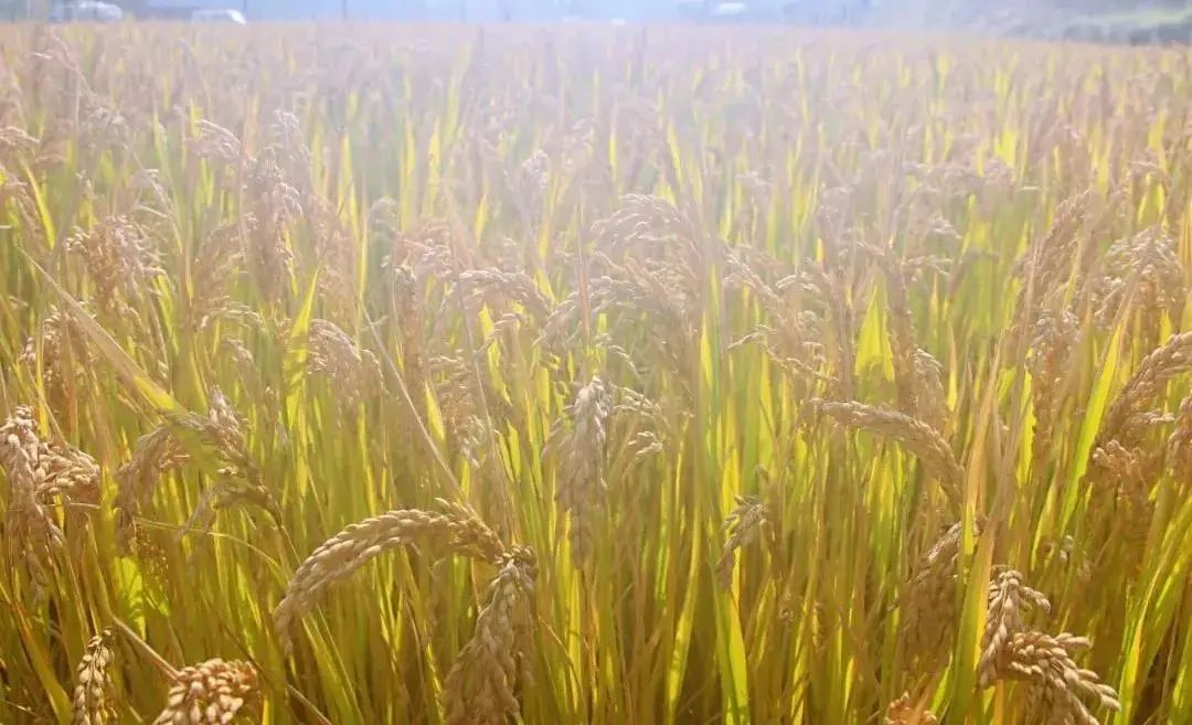 广州稻田网红打卡地,宜良稻田网红打卡点