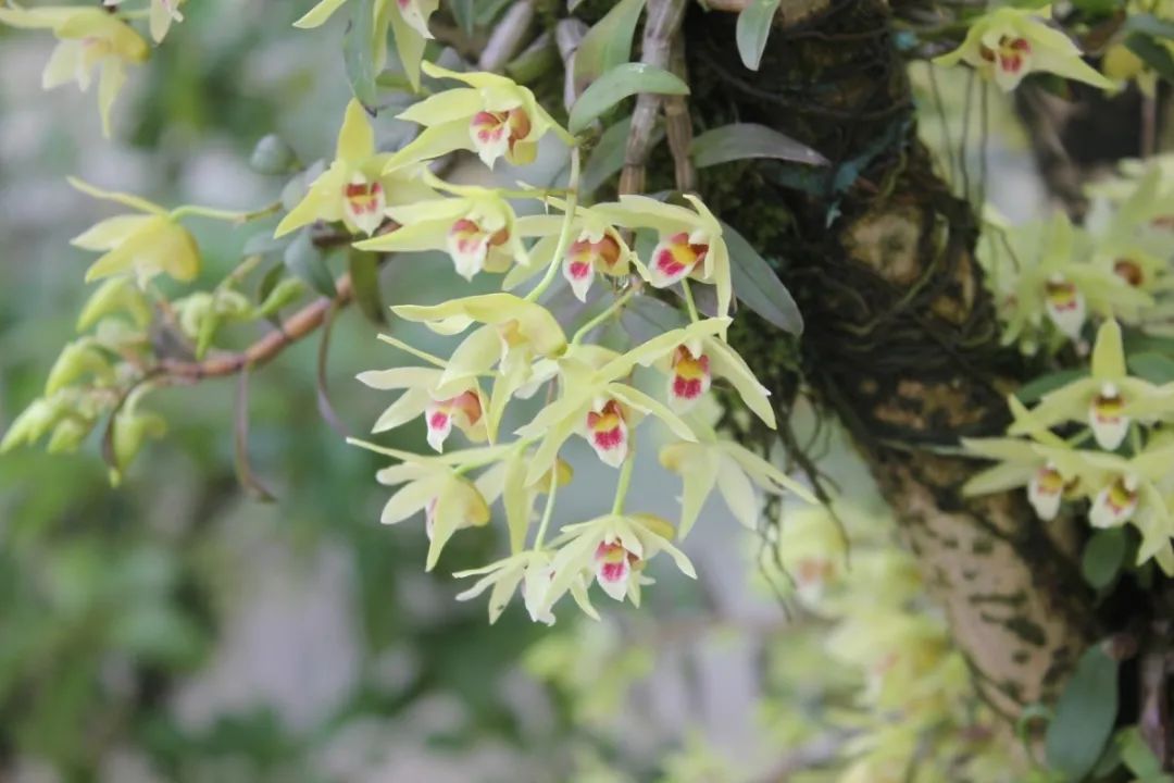 口干舌燥、秋燥作怪？康恩贝铁皮石斛花茶上线“每满生活”，来自高山有机种植基地，满百减十哦