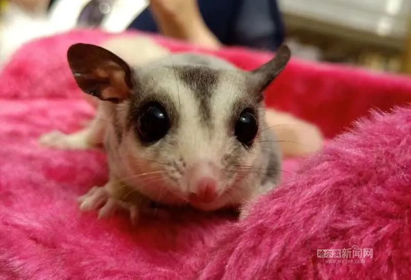 踏入异宠圈你想好了吗？丨刺猬、蜘蛛、羊驼、蟑螂……获取渠道或涉违法，如弃养更会危害公共安全