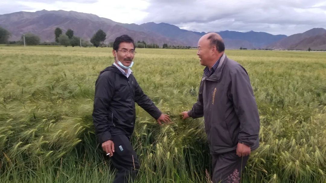 青稞博士尼玛扎西采访,青稞王子尼玛扎西讲话