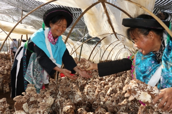 黔菌贞丰牛肝菌,黔菌