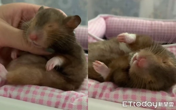 昨晚喝太多！鼠宝睡成黑糖Q麻糬　「扶起又软掉」坚持赖床