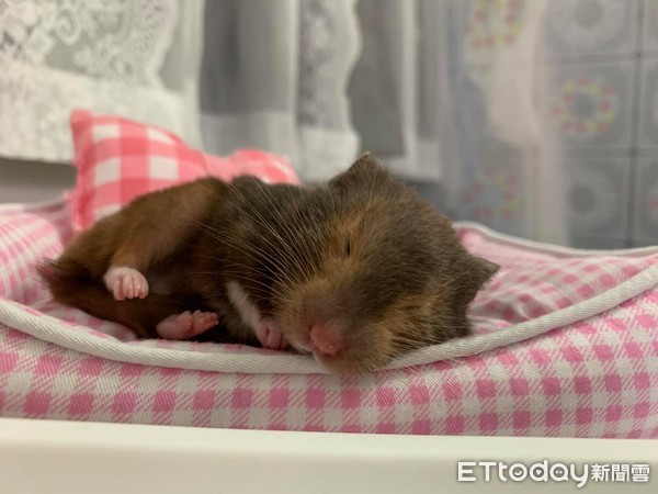 昨晚喝太多！鼠宝睡成黑糖Q麻糬　「扶起又软掉」坚持赖床