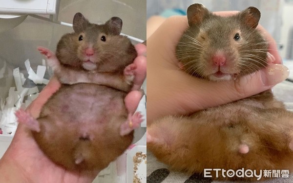 昨晚喝太多！鼠宝睡成黑糖Q麻糬　「扶起又软掉」坚持赖床