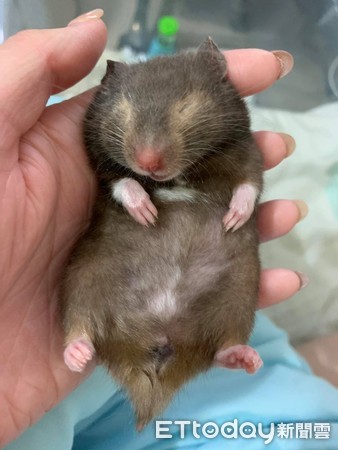 昨晚喝太多！鼠宝睡成黑糖Q麻糬　「扶起又软掉」坚持赖床