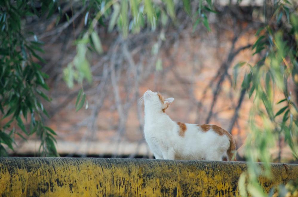 “天猫”来了？天大的猫猫们有自己的表情包啦！点击*载下**