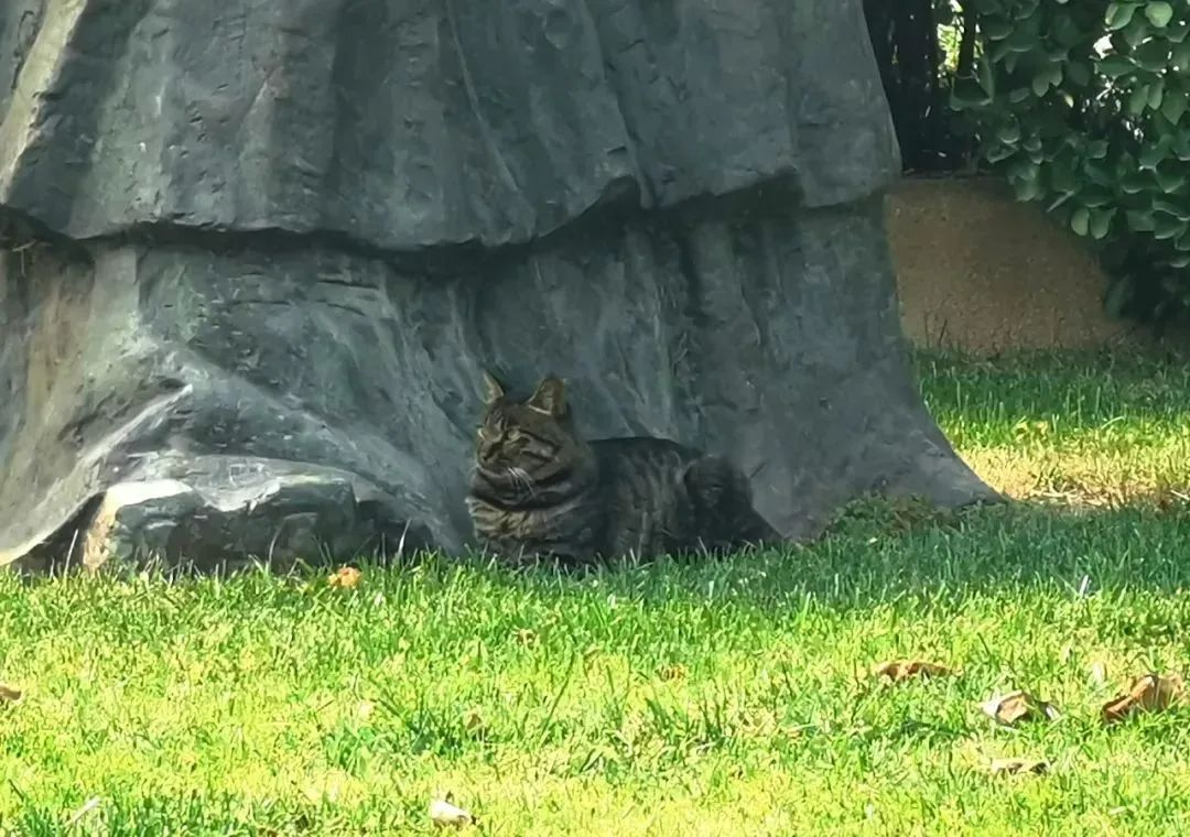 “天猫”来了？天大的猫猫们有自己的表情包啦！点击*载下**