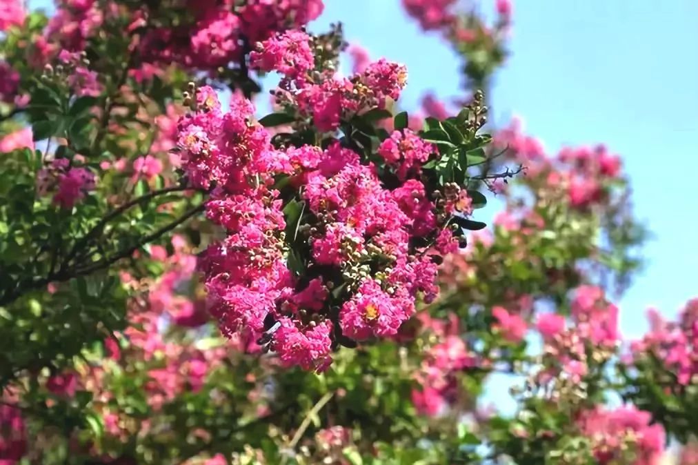 杜邑遗址风景区,杜邑花海风景区