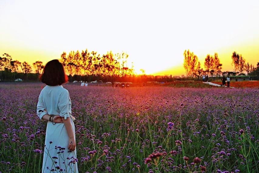 杜邑遗址风景区,杜邑花海风景区