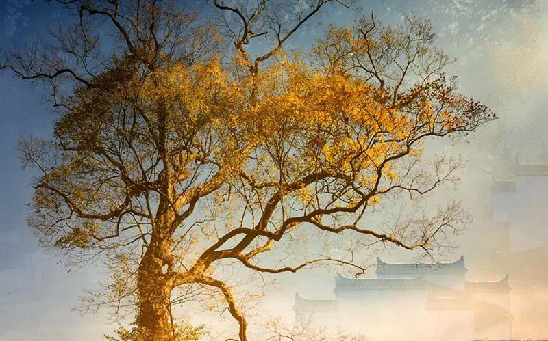 冬天的婺源你见过吗,婺源的秋天到底有多美