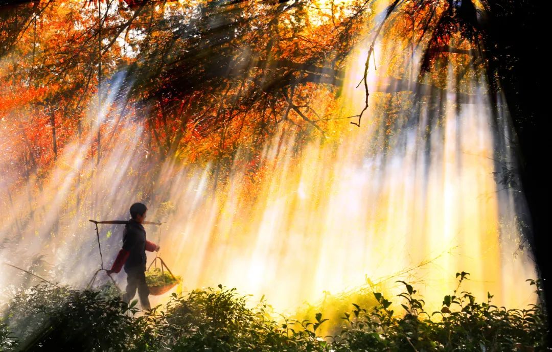 冬天的婺源你见过吗,婺源的秋天到底有多美