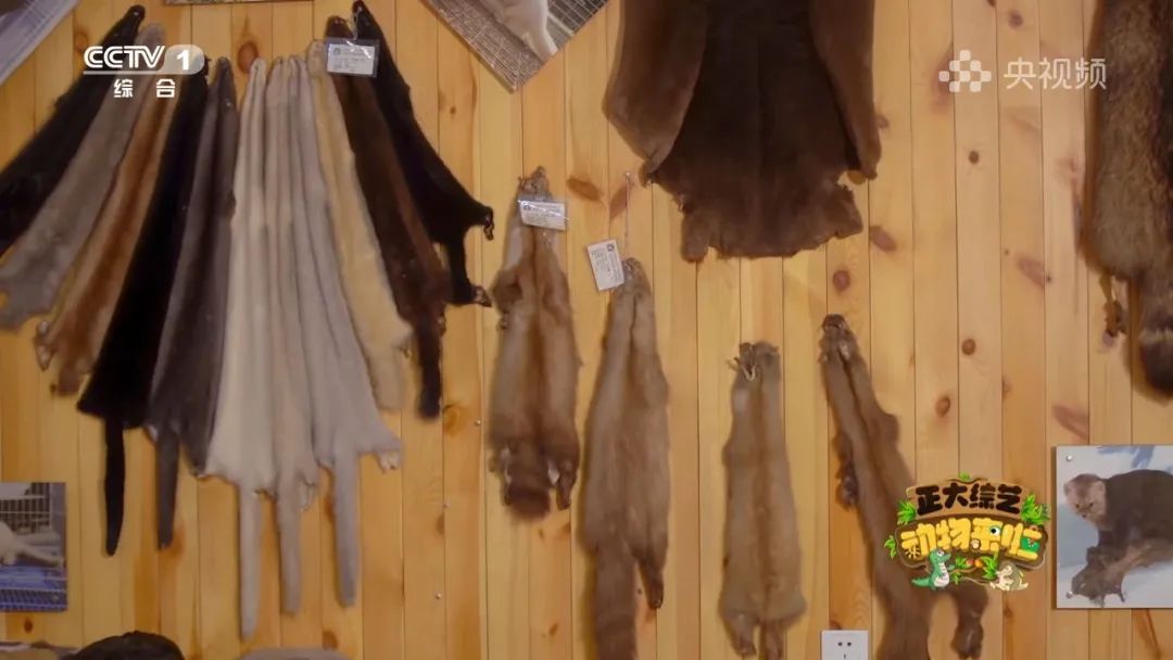 谁是动物界的“最强甩干机”？今天18:00档，CCTV-1《正大综艺·动物来啦》为你揭晓→