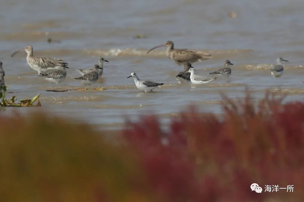 南通最美海岸线,南通海岸线公园风景图