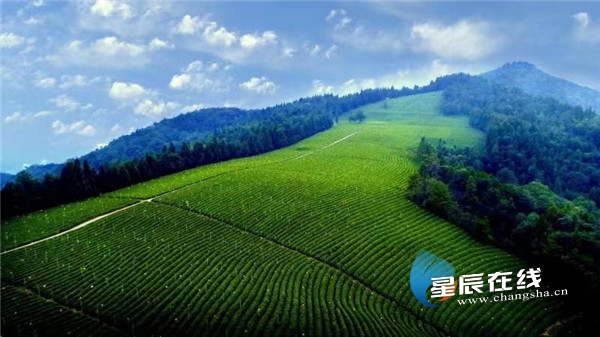 精彩芙蓉扬帆自贸④|湖南省茶业集团：吹向世界的三湘茶香