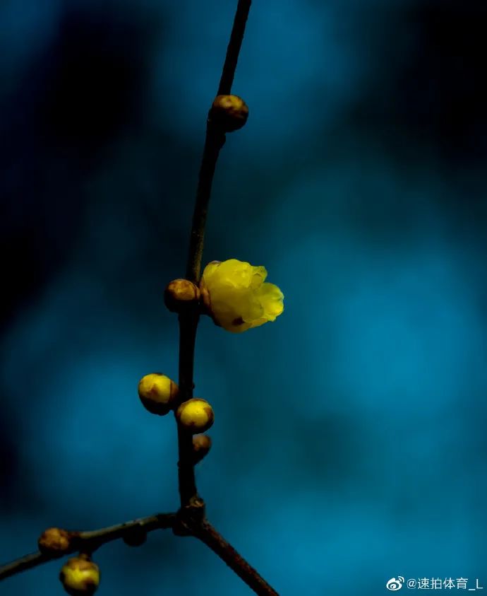 谁说冬日百花羞？这里的腊梅一枝独秀！