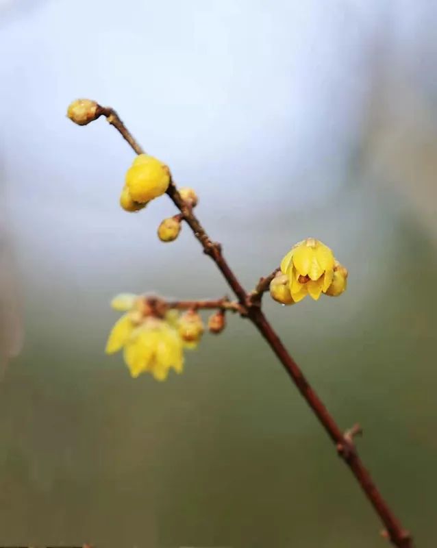 谁说冬日百花羞？这里的腊梅一枝独秀！