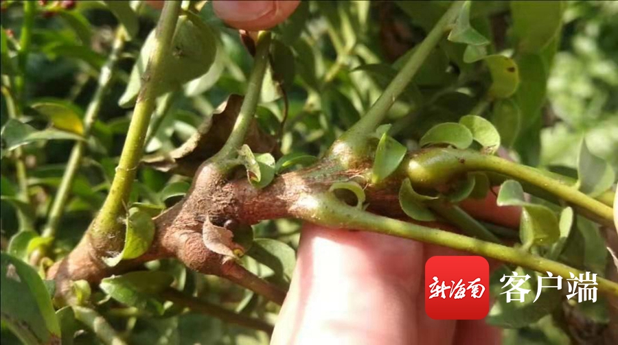 海南省濒临灭绝药用植物,海南已经灭绝的珍稀名木