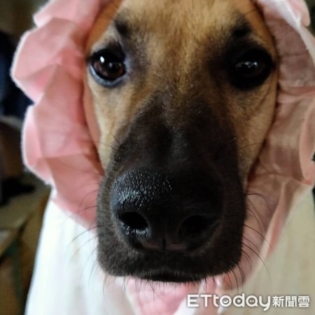 小黄眼眶含泪「馈头嘟黑嘴」求喂食　妈秒融化：谁能拒绝