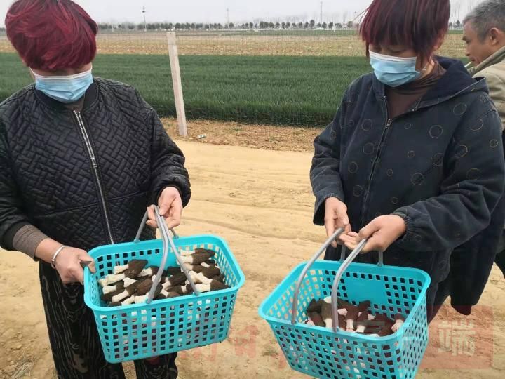 800一斤的羊肚菌一斤有多少,羊肚菌凭什么卖这么贵