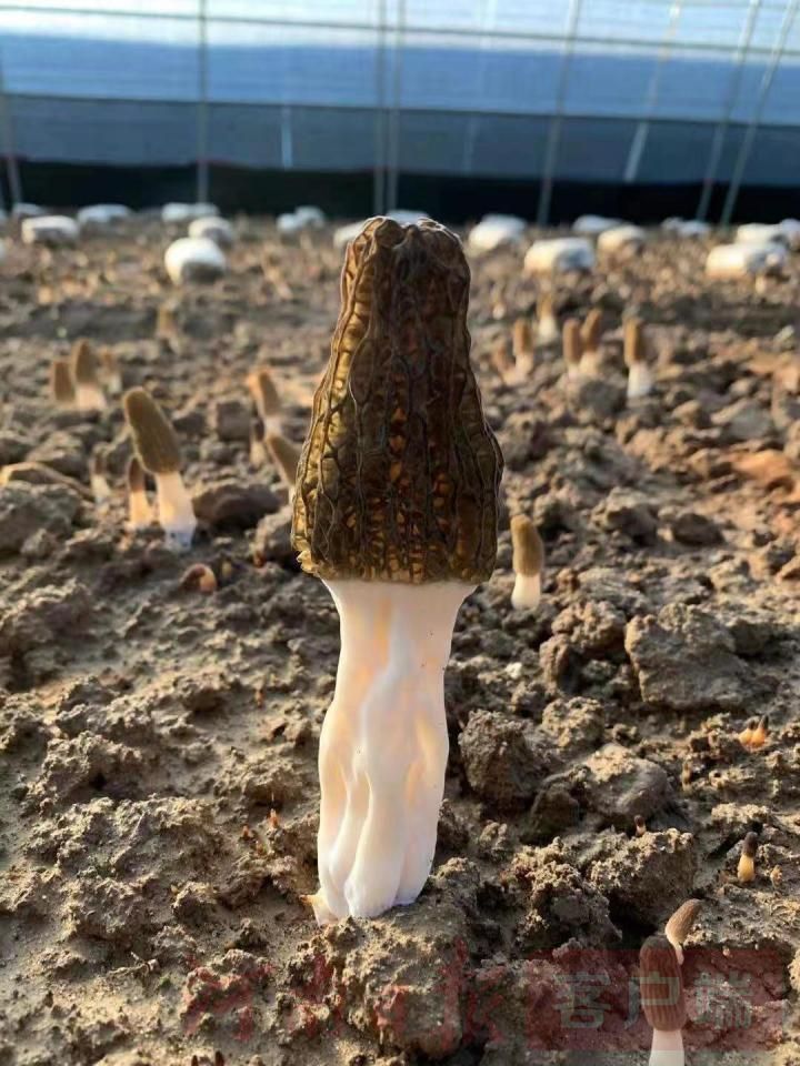 800一斤的羊肚菌一斤有多少,羊肚菌凭什么卖这么贵