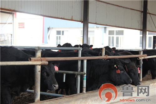 阳信数字化牧场亿利源,阳信亿利源范围