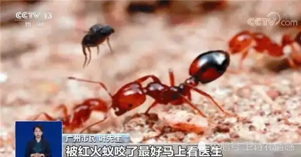 红火蚁对物种的危害,红火蚁发生造成哪些危害