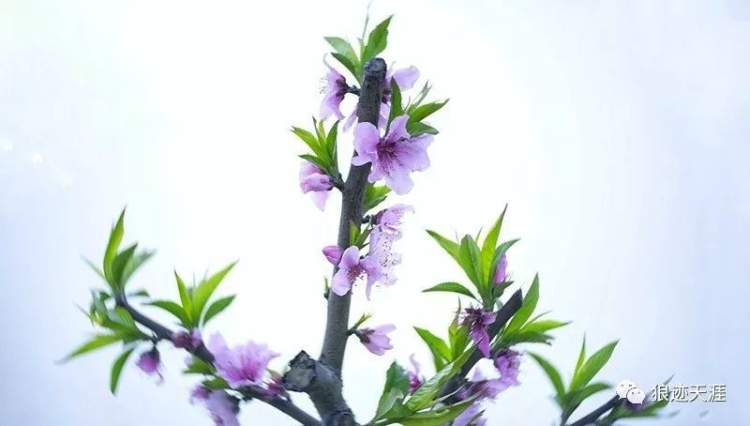 哪一年是农历三月三清明,农历二月廿三清明节