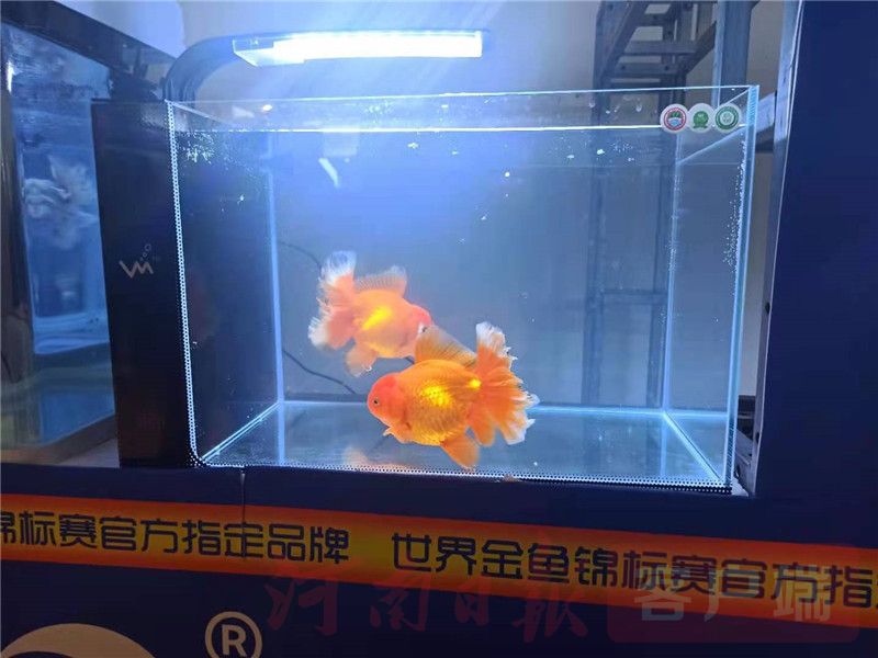 最新宠物博览会,宠物展会2024时间表广州萌宠展