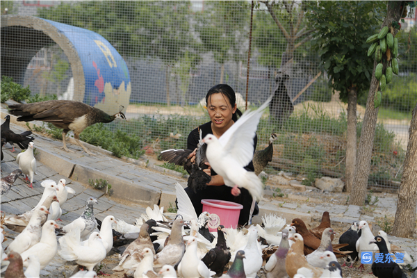 王爱芹：养鸽书记带领群众走上致富路